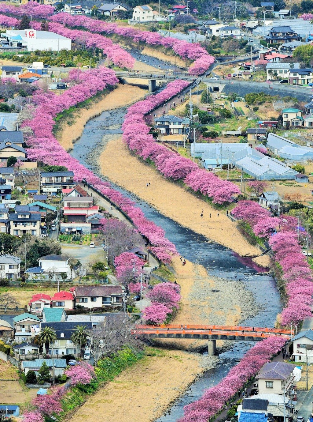 Sakura Zensen: Charting the Cherry Blossom Front — The Rikumo Journal